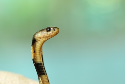黑白眼镜蛇的选择性聚焦摄影